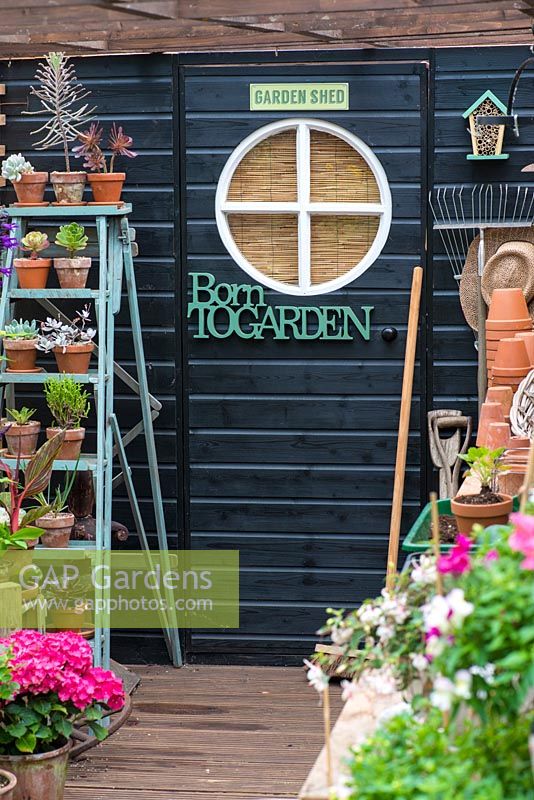 A painted shed with old painted ladder recycled as garden shelves.
