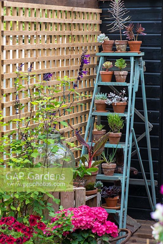 An old painted ladder recycled as garden shelves.