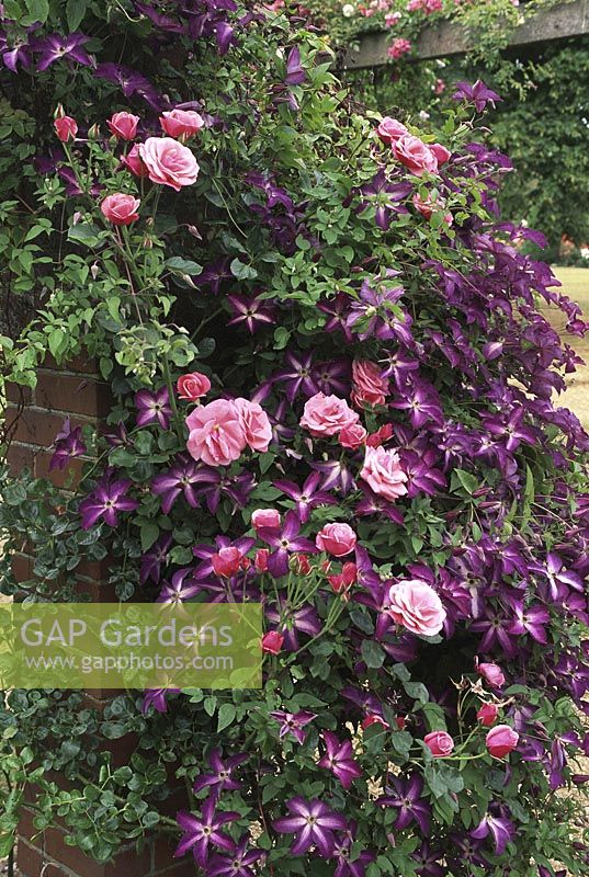 Clematis 'Venosa Violacea' and Rosa 'Karlsruhe' in flower