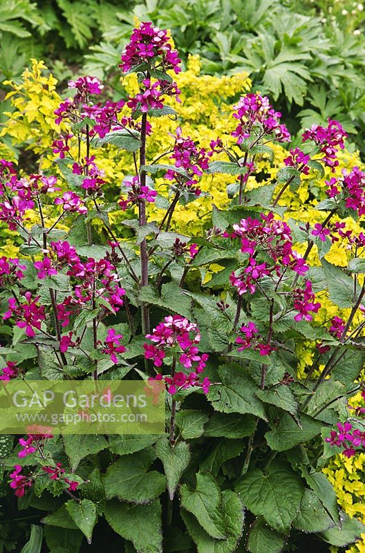 Lunaria annua 'Ken Aslet' -  honesty, May, against ribes alpinum aureum,  May