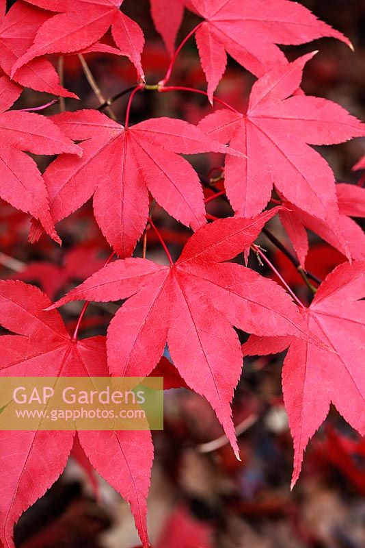 Acer palmatum 'Bloodgood'