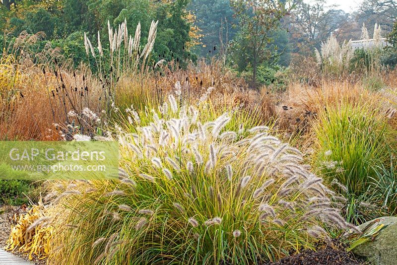 Pennisetum alopecuroides 'Moudry' - Ornamental Grasses - RHS Wisley