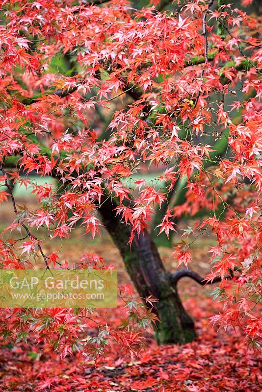 Acer palmatum - Westonbirt Arboretum, UK