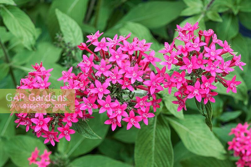 Pentas lanceolata