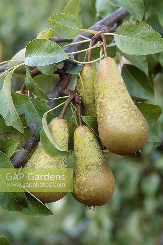 Pyrus 'Conference', close up of fruit on the tree, in october