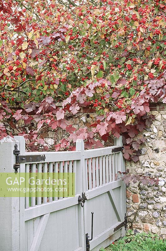 Wooden painted gate with Vitis vinifera 'Purpurea' and Crataegus overhanging stone wall. Wyken Hall, NGS, Suffolk