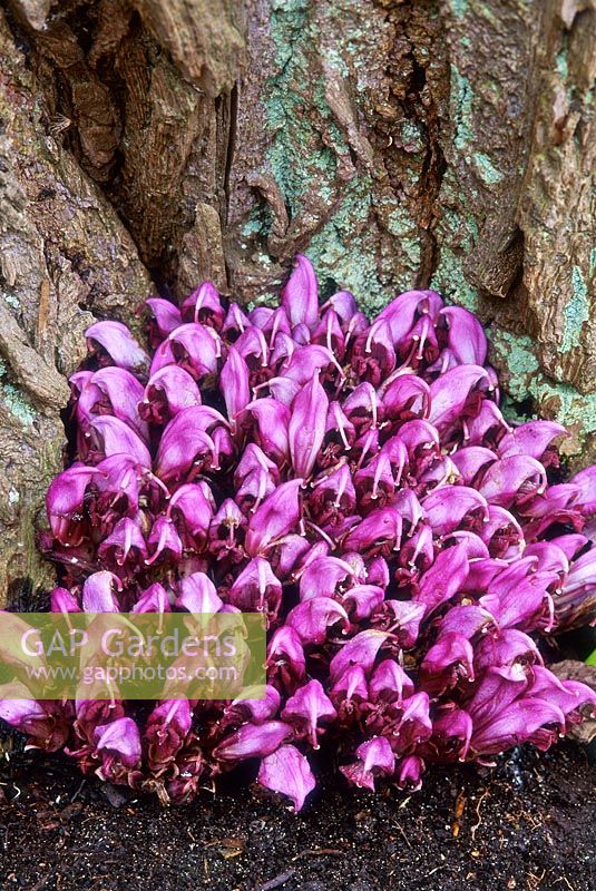 Lathraea clandestina growing on roots of willow, Cambridge Botanic Gardens 