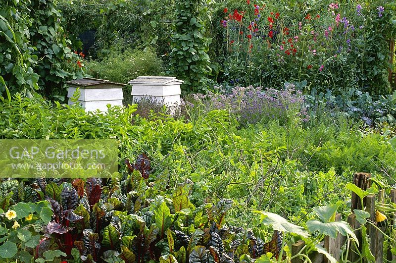 Informal vegetable garden with beehives