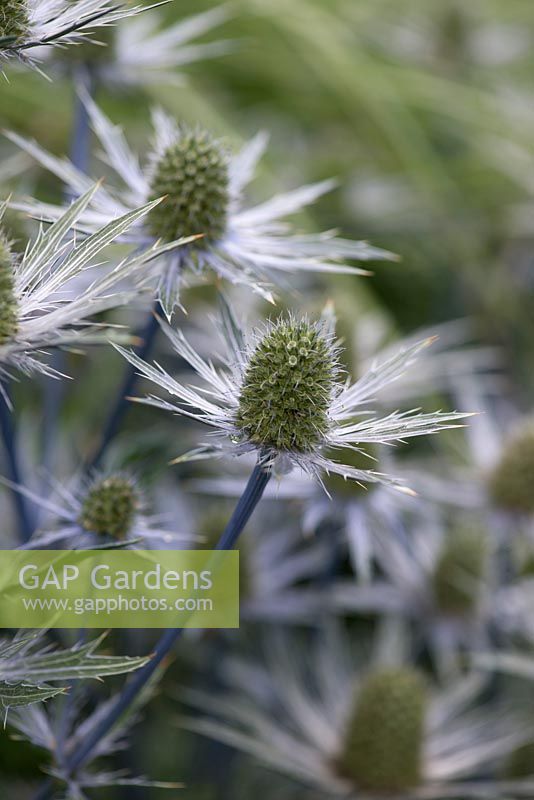 Eryngium Jos Eijking, sea holly, a herbaceous perennial that needs a sunny spot in well drained soil.
