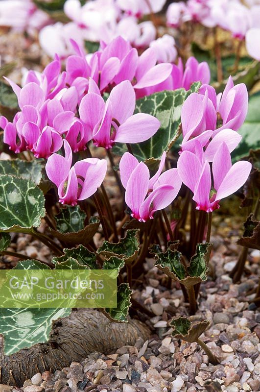 Cyclamen graecum