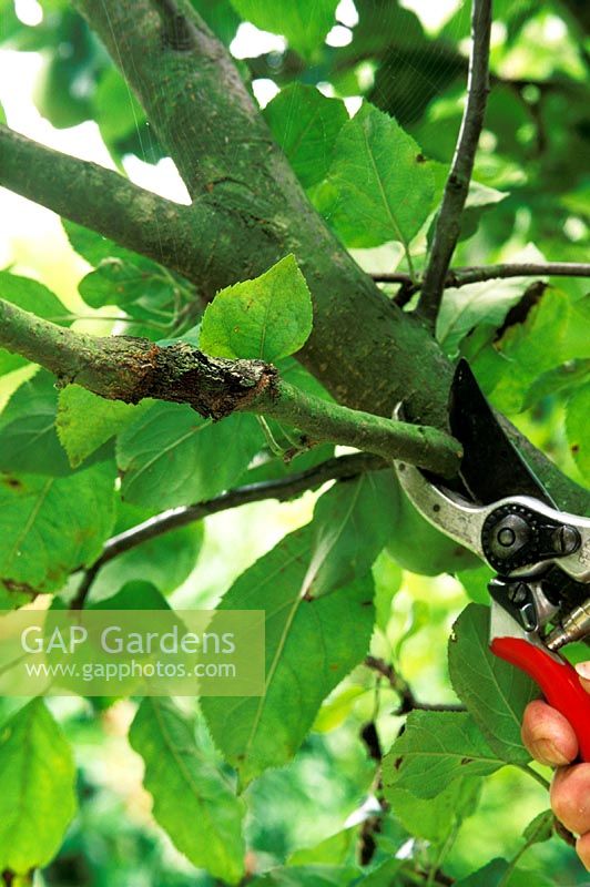 Apple canker - pruning-out infected branch in August
