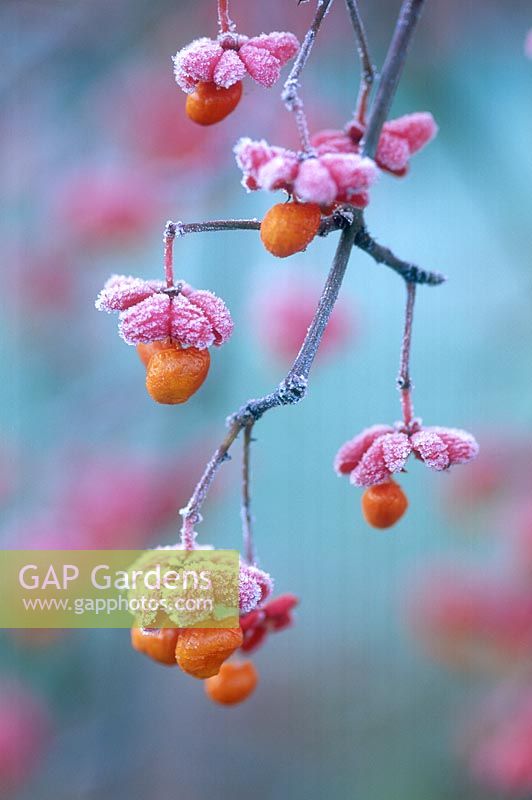 Euonymus europaeus