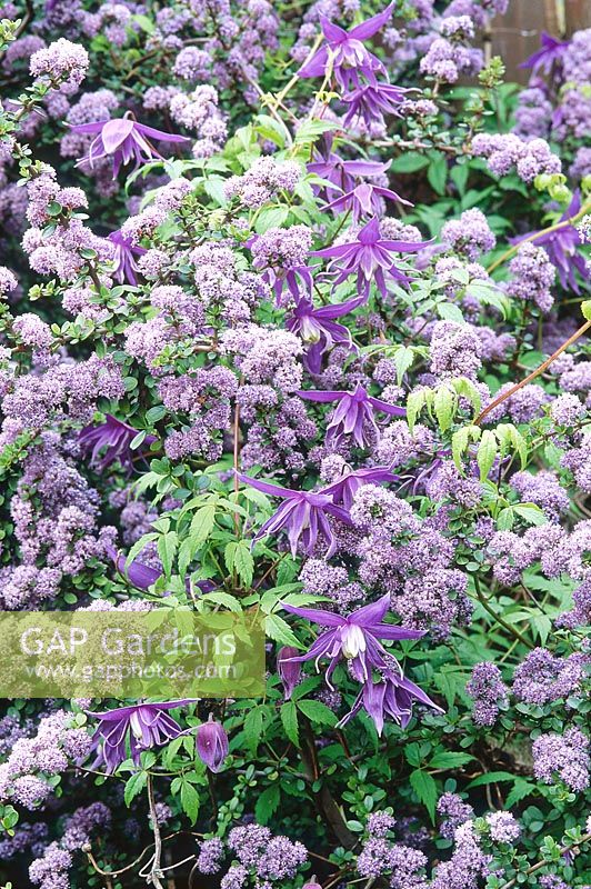 Clematis macropetala 'Maidwell Hall' 