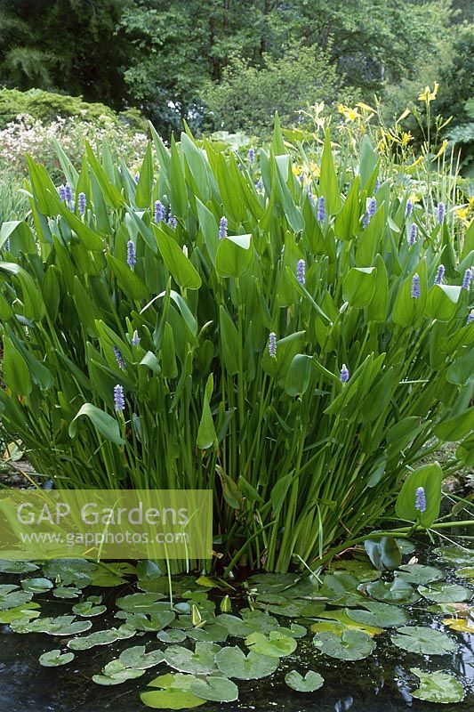 Pontederia dilatata