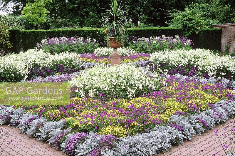 Summer bedding with Nicotiana alata n. syvestris, Cineraria, Verbena and Heliotrope, view to cordyline in urn on plinth. RHS Gardens, Wisley
