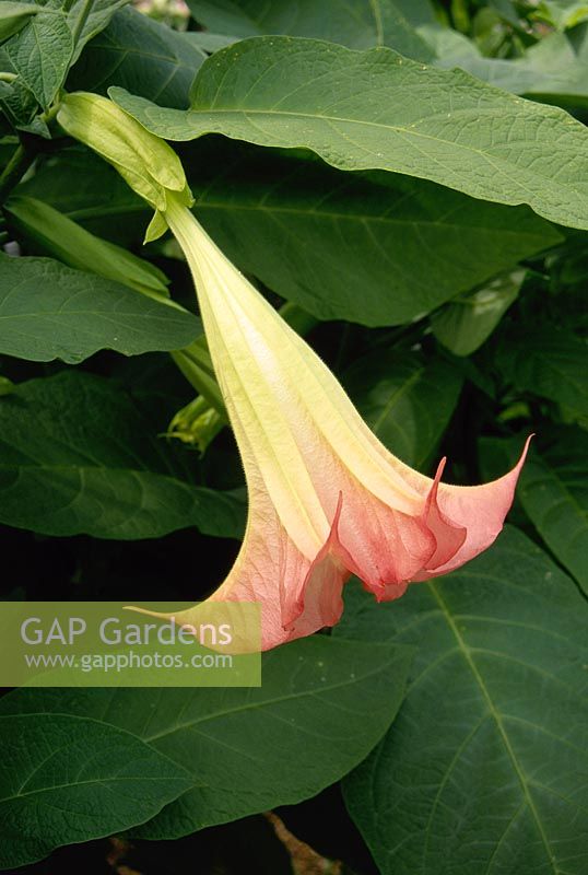 Brugmansia x insignis, syn datura. Pink bell shaped flower 