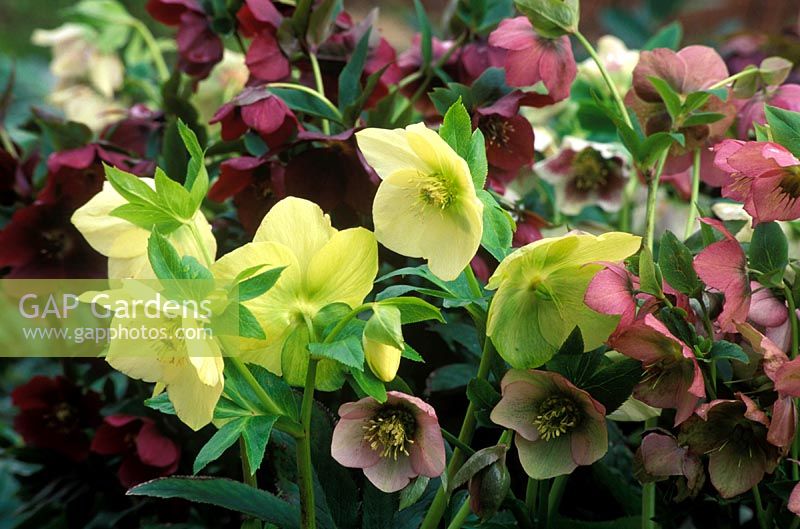 Helleborus orientalis hybrids in mixed colours