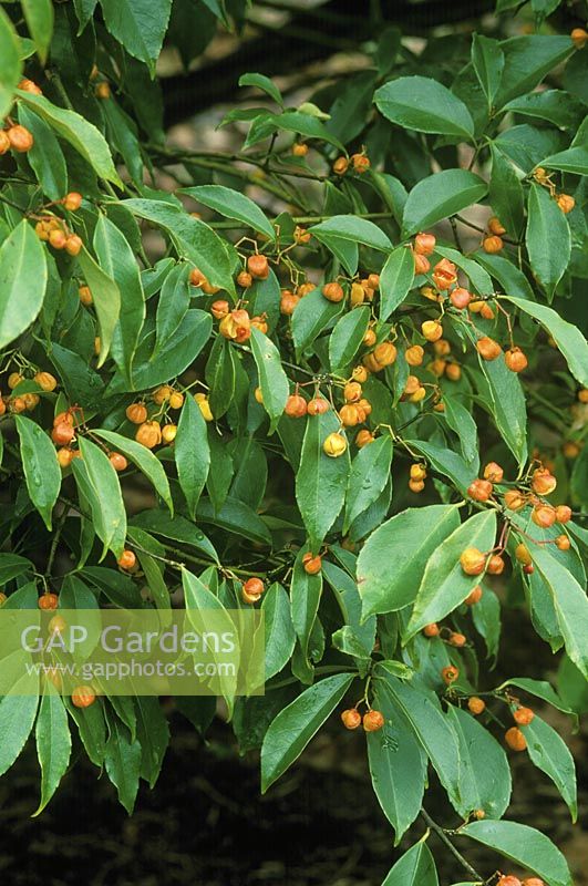 Euonymus myrianthus - berries, November