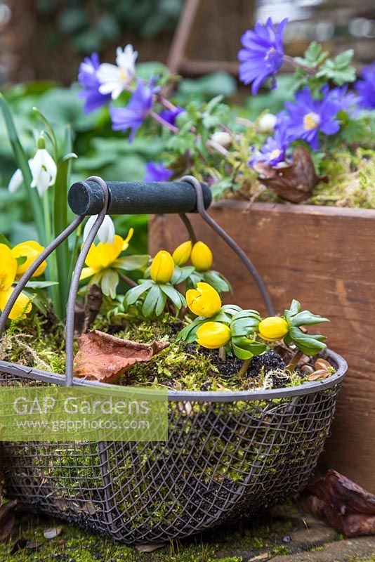 Wire basket planted with Winter aconites, accompanied with a container of Anemone blanda