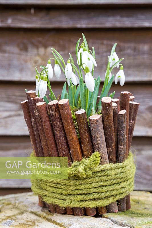 Galanthus planted within a natural container made of sticks
