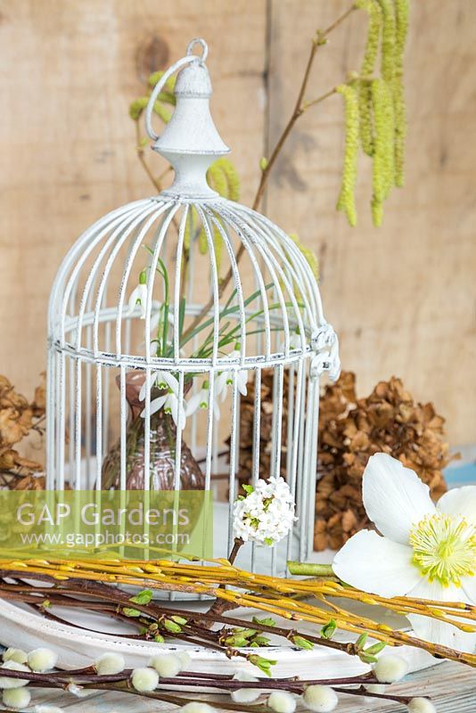 Floral display of Galanthus within a bird cage, Catkins, Willow, Viburnum, Helleborus niger, Pussy willow and dried Hydrangea heads