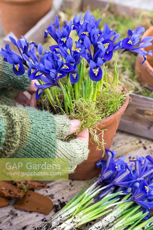 Planting up terracotta pots with Iris reticulata