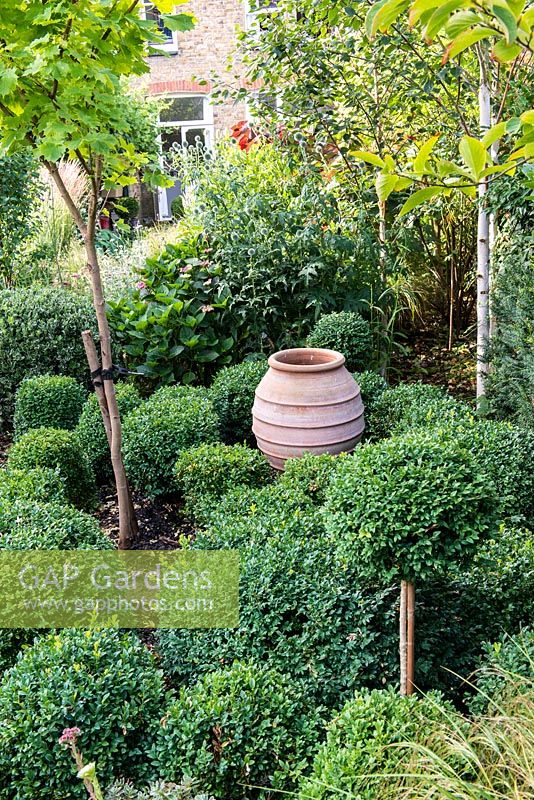 A town garden with young Acer and birch trees underplanted with box surrounding a terracotta urn.