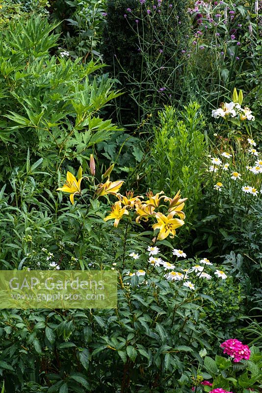 A mixed border with yellow and white lillies, oxeye daisies, tree peony, hydrangea and verbena.