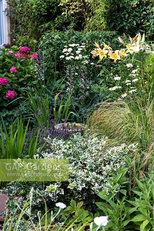 A small stone bird bath amongst a border with yellow and white lillies, oxeye daisies, tree peony, hydrangea, lavender stipa grass and variegated euonymus.