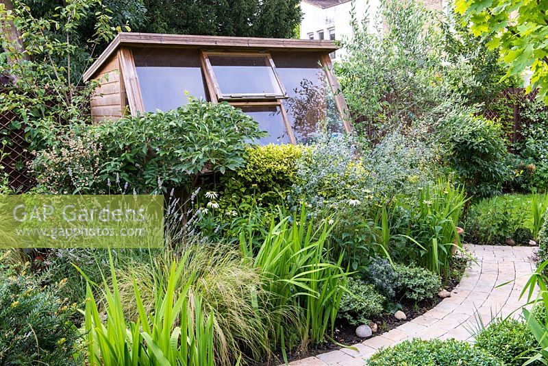 A town garden with a potting shed hidden behind a border with Lavandula, Echinacea, Euonymus, Eryngium  and an Olive tree.