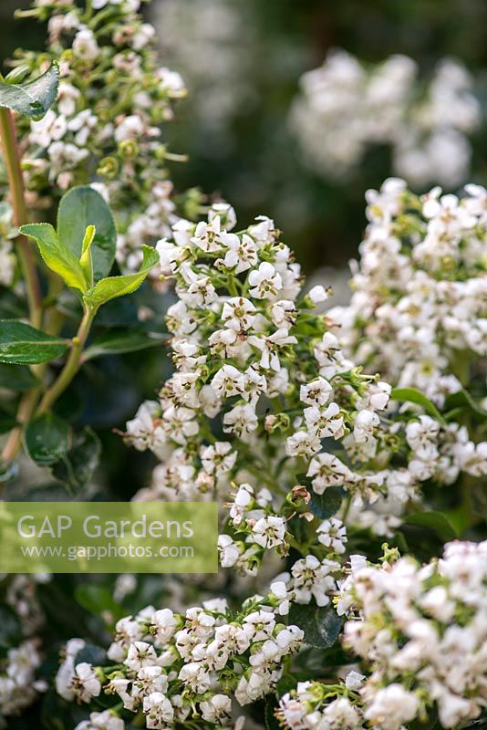 Escallonia iveyi, a medium sized evergreen shrub with white flowers in late summer.