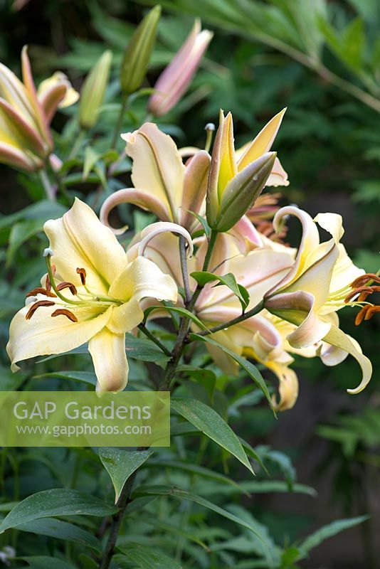 Lilium 'Golden Splendor' Group, a lily that produces large, heavily scented, trumpet-shaped flowers.