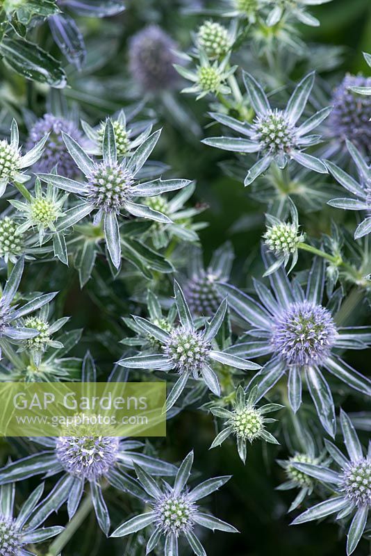 Eryngium planum, a sea holly with branched stems that carry a profusion of small, sea holly flowers in bright, steely blue.