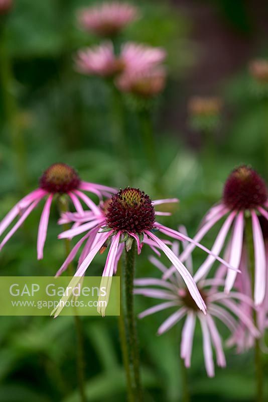 Echinacea pallida, pale pink, daisy-like flowers appear from July to September. The unusual, reflexed petals are much more slender than those of the more common Echinacea purpurea