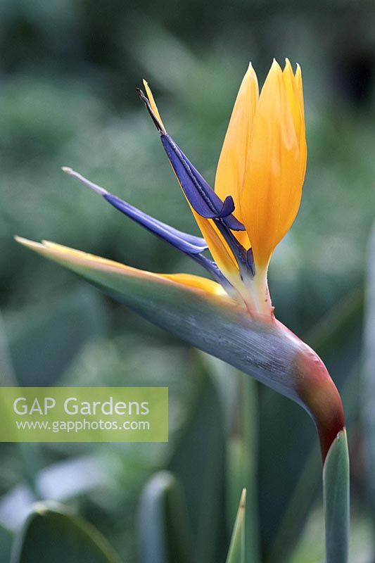 Strelitzia reginae AGM, March