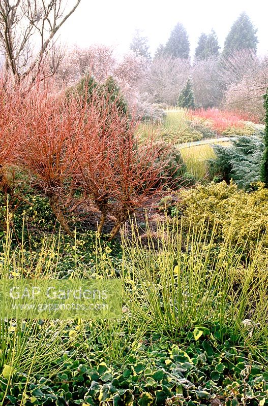 Winter country garden. Frost on shrub border, with Cornus stolonifera 'Flaviramea', Hedera helix 'Dentata Variegata', Salix alba ssp. vitellina 'Britzensis', Euonymus. Cambridge University Botanical gardens