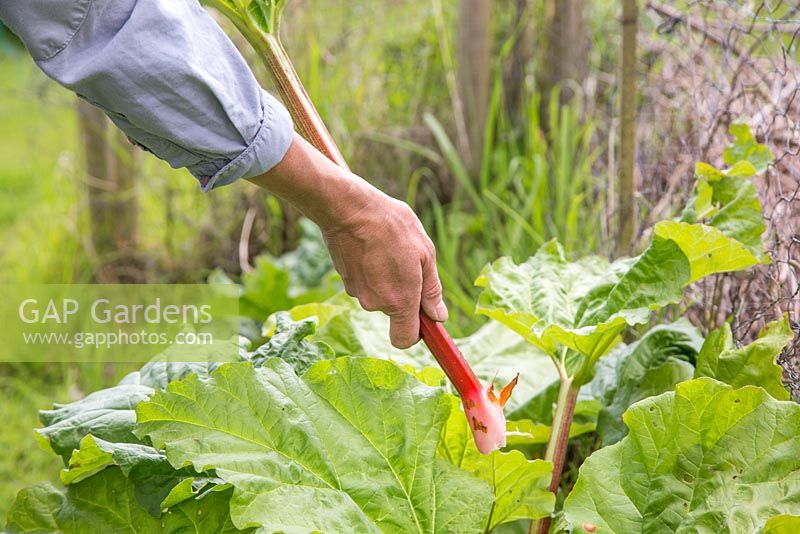 Harvesting Rhubarb 'Timperley Early'