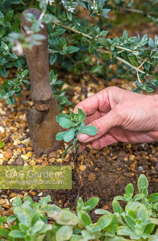 Transplanting a Self seeded Cerinthe major 'Purpurascens'