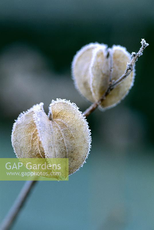 Nicandra physalodes - apple of peru covered with frost 