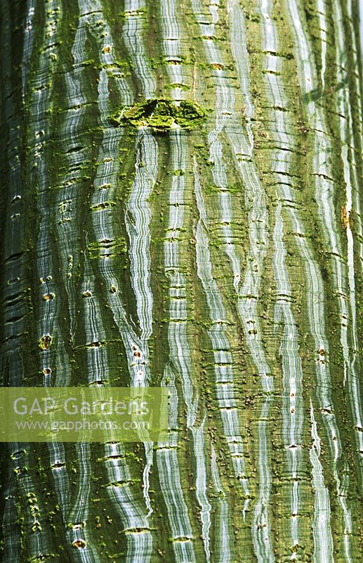 Acer capillipes - snakebark maple.