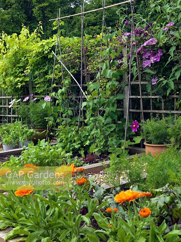 Calendula as a companion plant in the vegetable garden to attract beneficial insects.