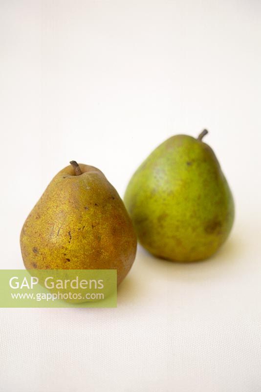 Harvested comice pears on white background