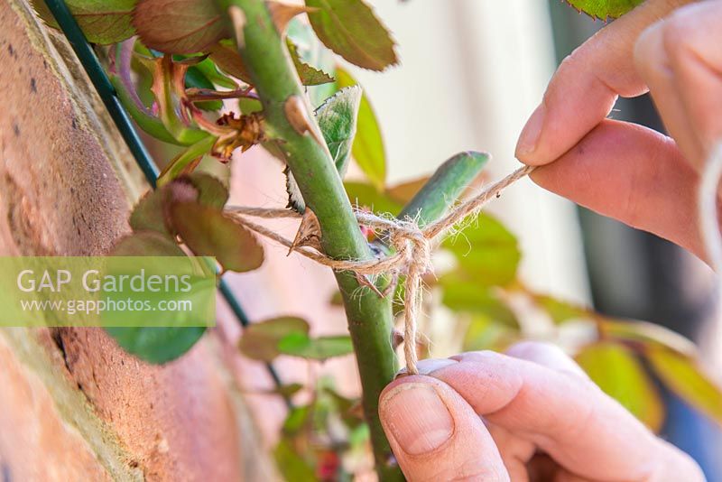 Tying in a climbing Rose. Attaching Rose to steel wire with string