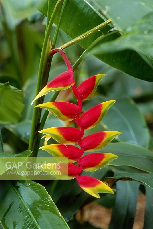 Heliconia Rostrata flower detail, August