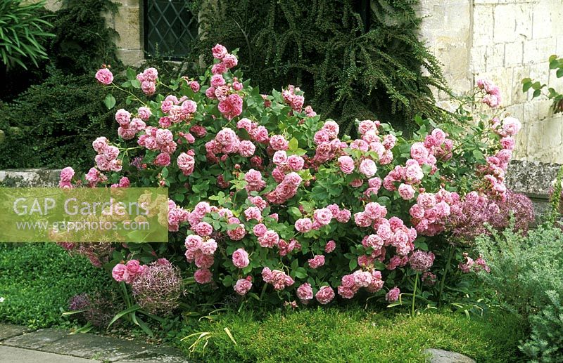 Rosa 'Louise Odier', bourbon rose