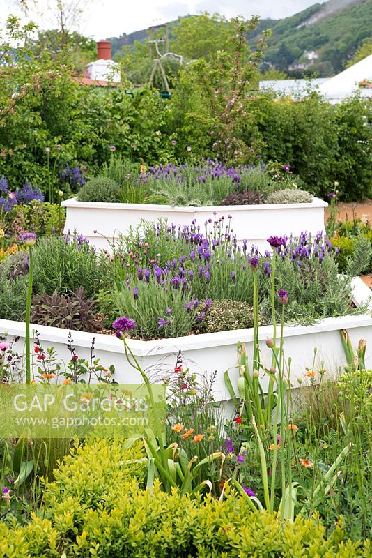 Raised white hexagonal beds with Lavandula, lower bed planted with bee friendly plants - The Bees Knees in support of The Bumblebee Conservation Trust - RHS Malvern Spring Festival 2015