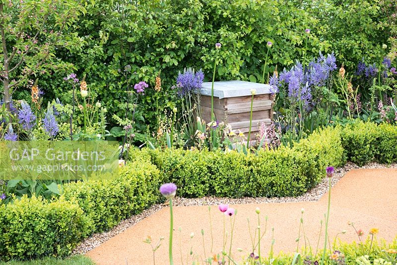Beehive surrounded by bee friendly planting and Buxus sempervirens hedge, plants include Allium, Camassia, Thalictrum - The Bees Knees in support of The Bumblebee Conservation Trust - RHS Malvern Spring Festival 2015