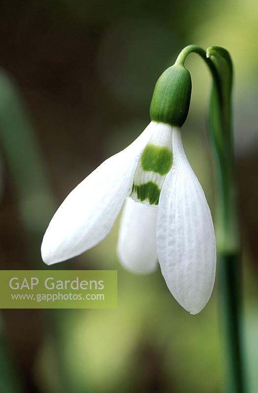 Galanthus elwesii 'Lode Star'. February. Close up of white flower with two green marks on inner tepal.