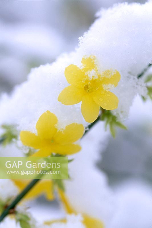 Jasminum nudiflorum, close up of yellow flower with snow, December