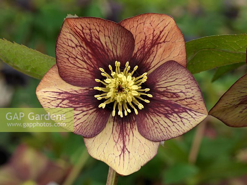 Helleborus x hybridus Ashwoods Garden Hybrids, hellebore with apricot and maroon inside, the back almost brick red, being developed during 2009. Winter flowering perennial.